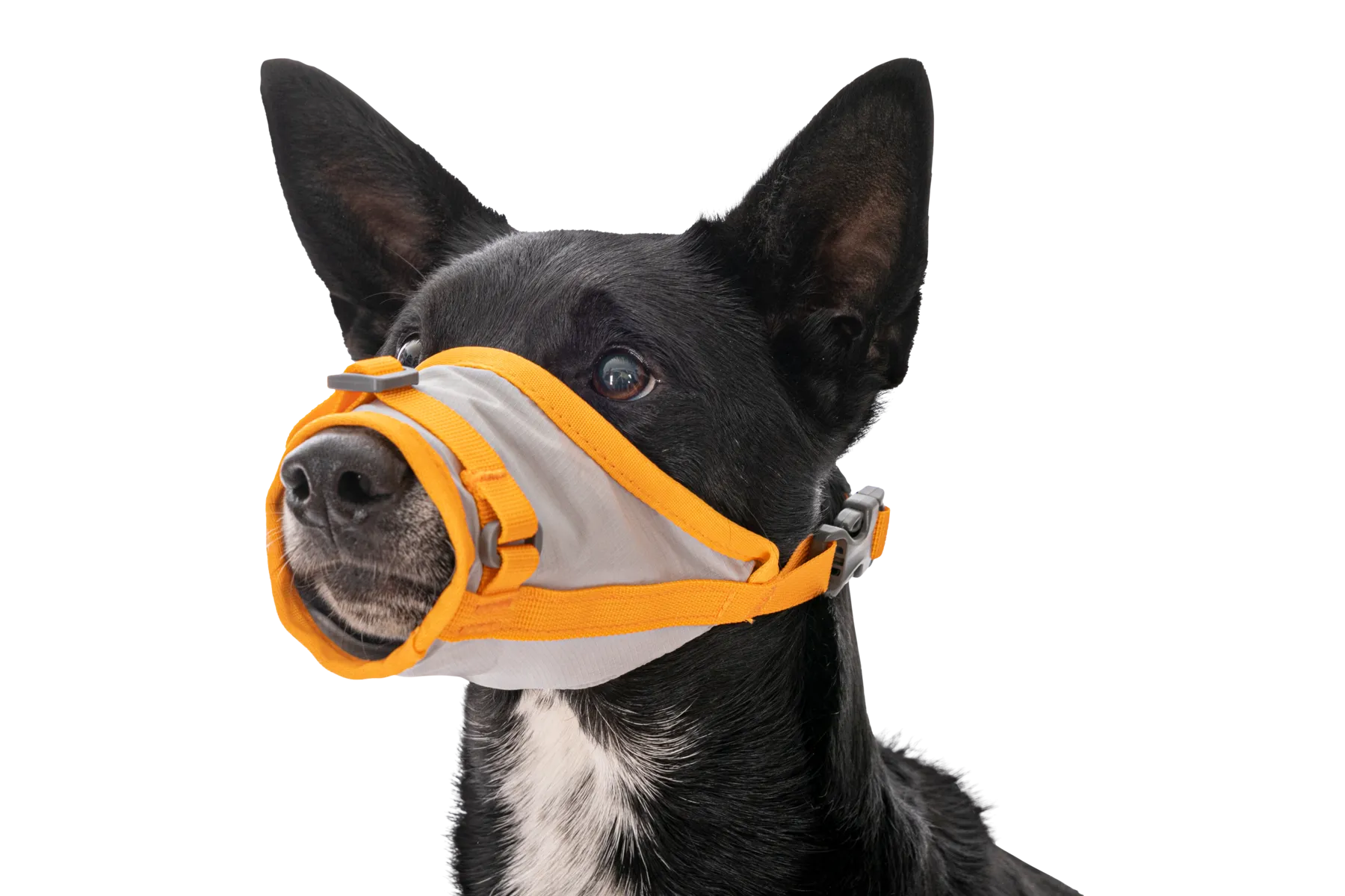 BackTrak™ Dog Evacuation Kit