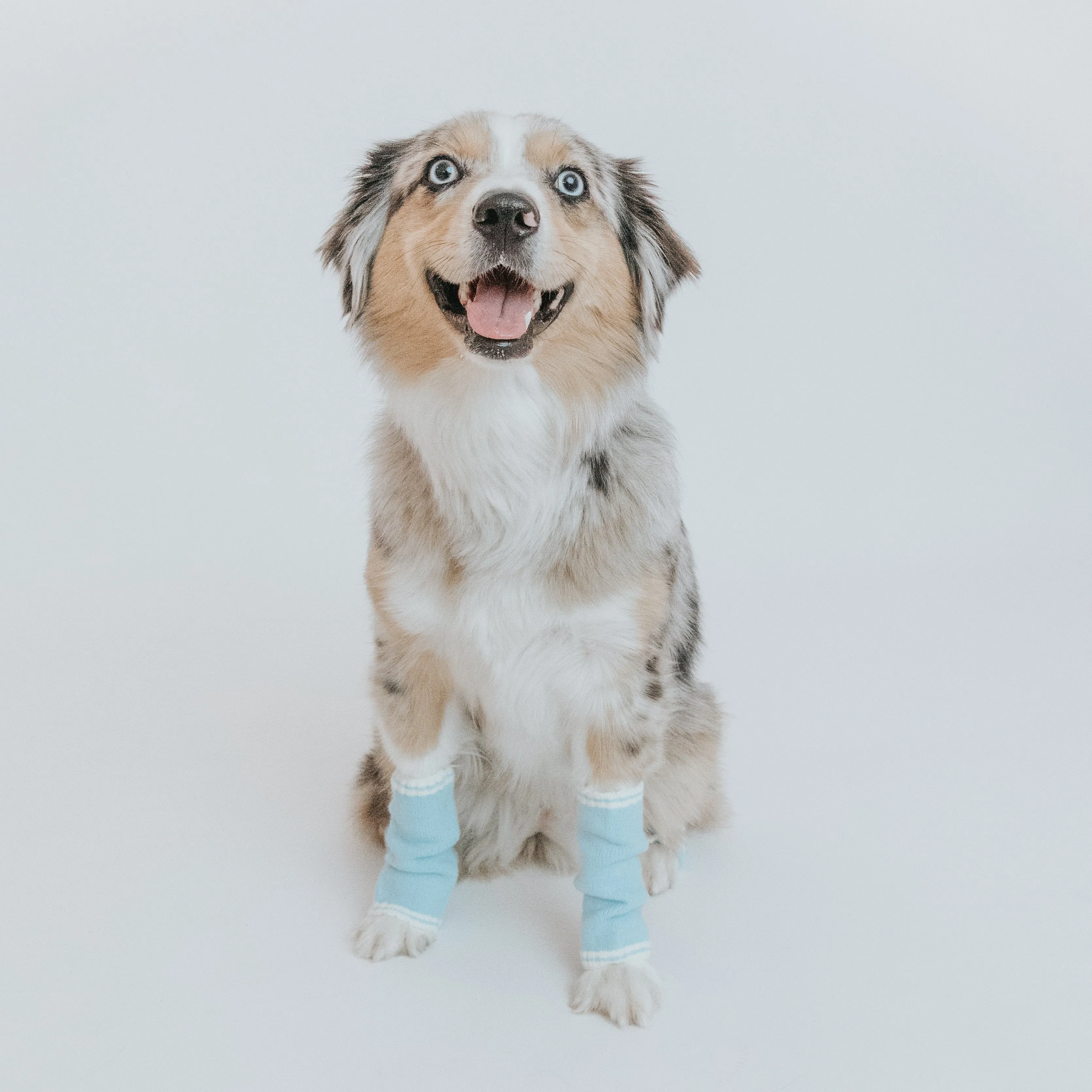 Dog Leg Warmers - Blue