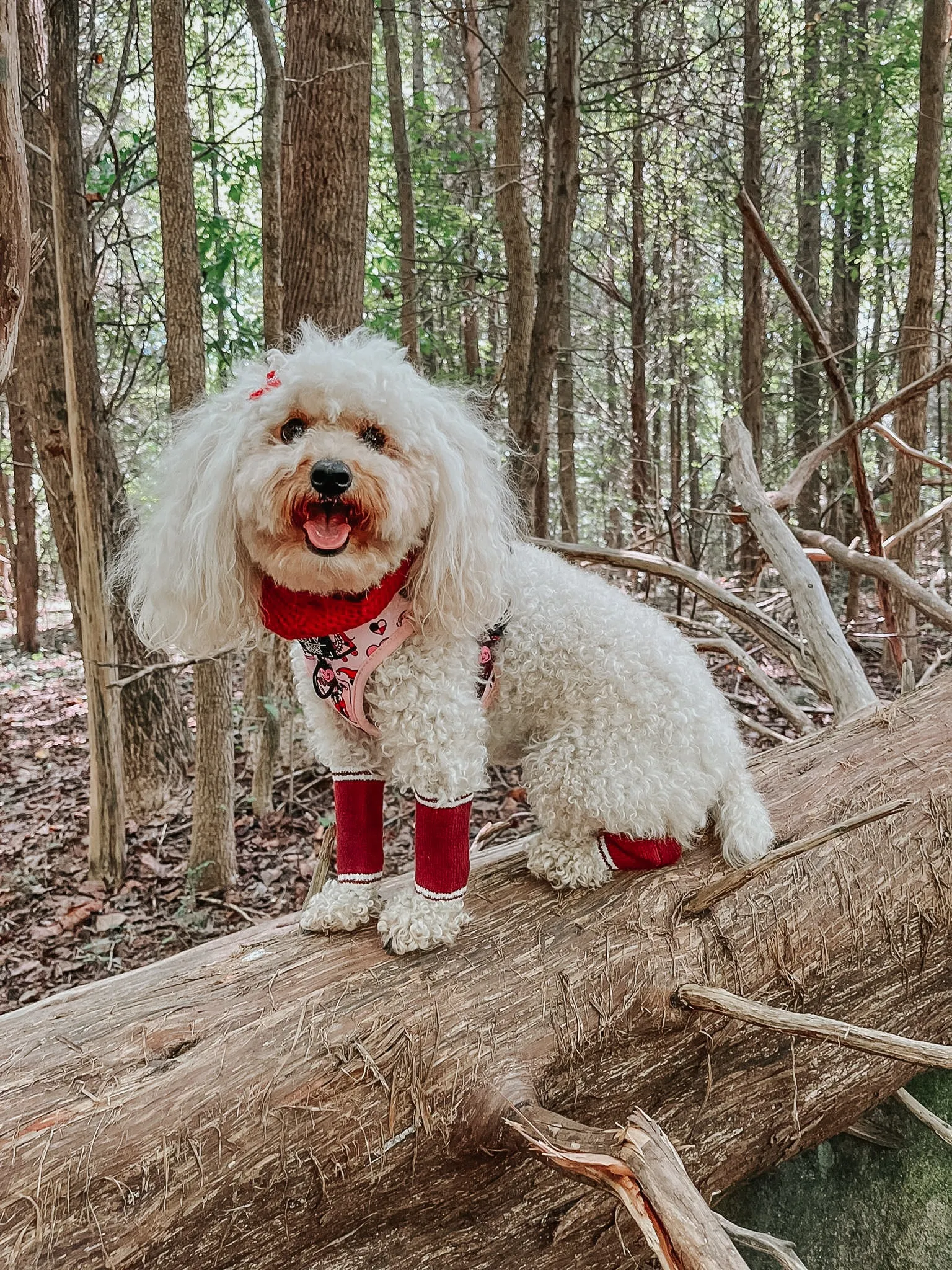 Dog Leg Warmers - Red