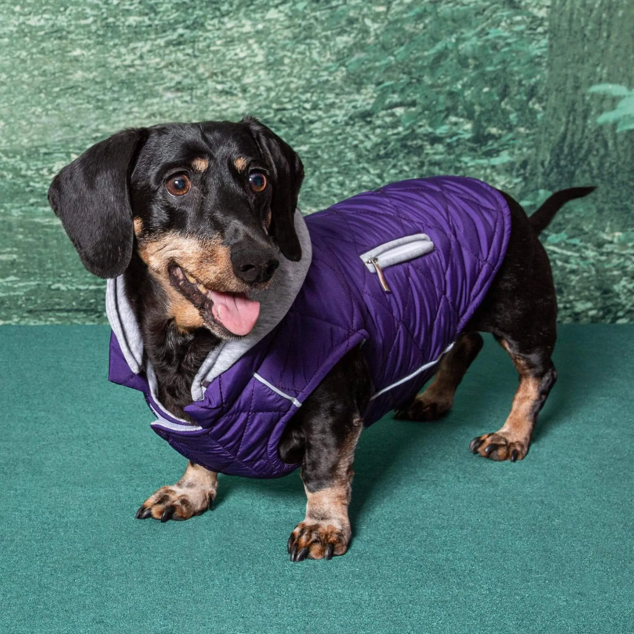 Weekender Sweatshirt Dog Hoodie - Purple